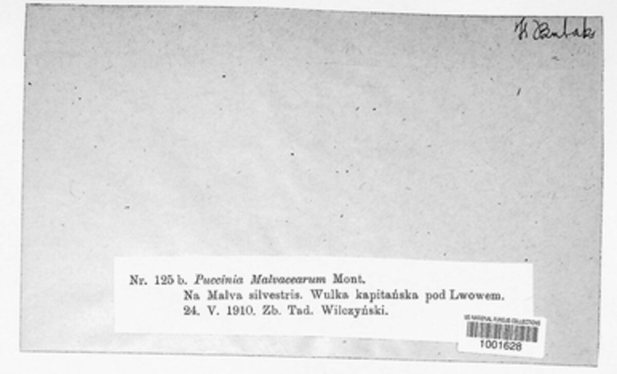 Puccinia malvacearum image